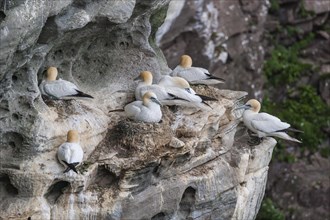 Northern gannet (Morus bassanus) breeding colony