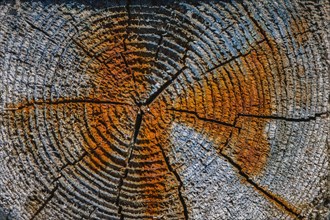 Discoloration on driftwood