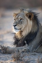 Lion (Panthera leo) resting