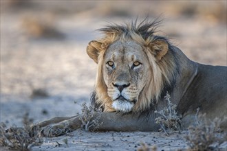 Lion (Panthera leo) resting