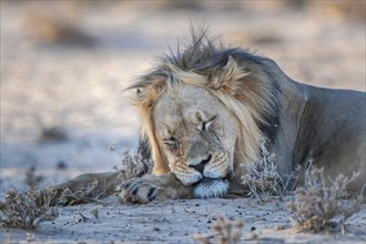 Lion (Panthera leo) sleeping