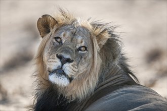 Lion (Panthera leo)