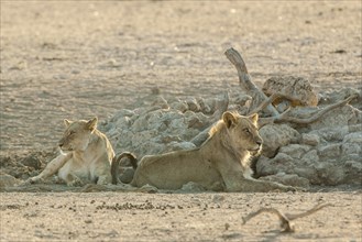Lions (Panthera leo) resting at a waterhole