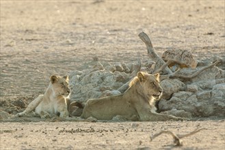 Lions (Panthera leo) resting at a waterhole