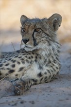 Cheetah (Acinonyx jubatus) resting in the shade