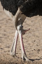 Ostrich (Struthio camelus) with head between his legs