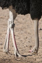 Ostrich (Struthio camelus) hanging his head