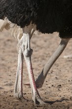 Ostrich (Struthio camelus) looked between the legs