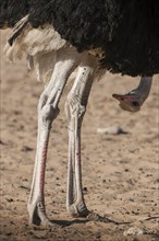 Ostrich (Struthio camelus) looking down