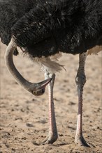 Ostrich (Struthio camelus) looking between his legs