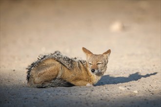 Black-backed jackal (Canis mesomelas) resting on the ground