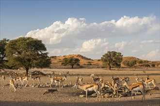 Springbok (Antidorcas marsupialis) herd at a waterhole