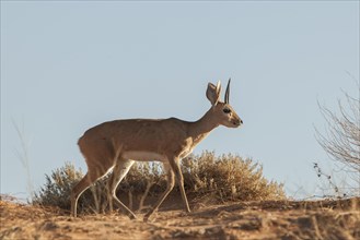 Steenbok (Raphicerus campestris) walks