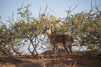 Steenbok (Raphicerus campestris) in bushes