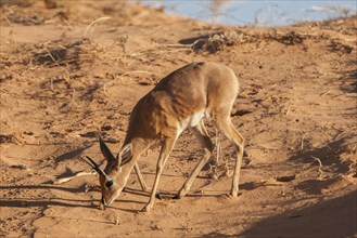 Steenbok (Raphicerus campestris) is searching for food on dune