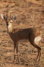Steenbok (Raphicerus campestris)