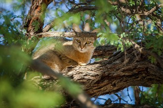 African wildcat (Felis lybica) sitting in tree