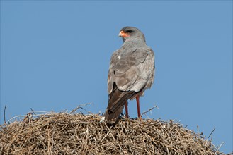 Pale chanting goshawk (Melierax canorus) sitting on sociable weaver nest