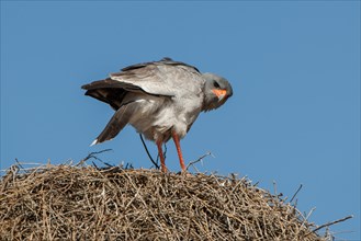 Pale chanting goshawk (Melierax canorus) sitting on sociable weaver nest