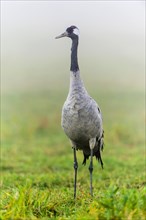 Eurasian or common crane (Grus grus)