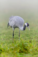 Eurasian or common crane (Grus grus)