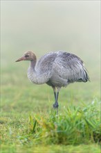 Eurasian or common crane (Grus grus)