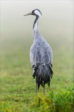 Eurasian or common crane (Grus grus)