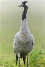 Eurasian or common crane (Grus grus)