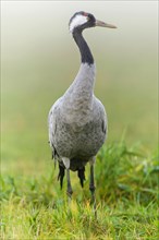 Eurasian or common crane (Grus grus)