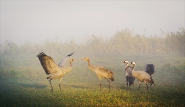 Eurasian or common crane (Grus grus)