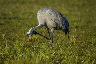 Eurasian or common crane (Grus grus) preening feathers