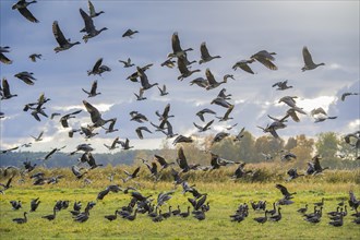 Flock of ducks and geese taking flight