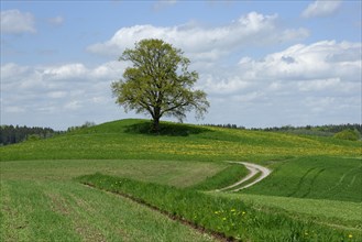 Lone tree with dirt road in Munsing