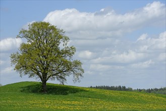 Lone tree with dirt road in Munsing