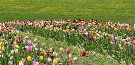 Tulip field