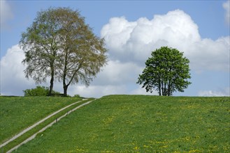 Individual trees on dandelion meadow and dirt road in Holzhausen