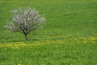 Lone flowering fruit tree on dandelion meadow