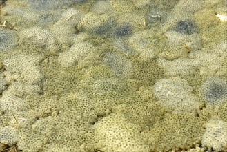 Puddle of water full of spawn