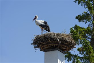 Stork's nest on chimney