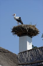 Stork's nest on chimney