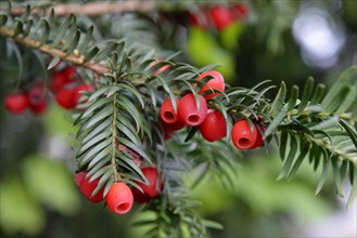 English yew or European yew (Taxus baccata) with red berries