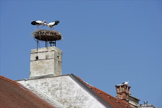 Stork on a chimney