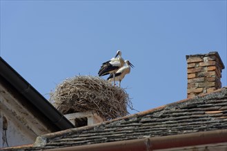 Stork on a chimney