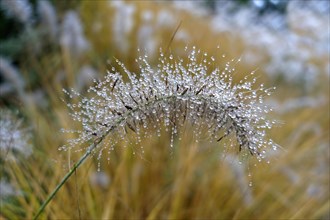 Foxtail fountain grass (Pennisetum alopecuroides) with dew drops