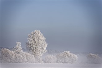 Trees with hoarfrost in winter