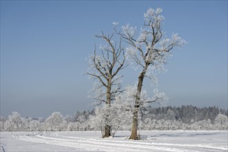 Trees with hoarfrost in winter