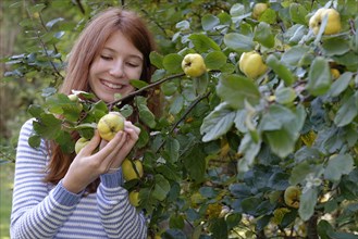 Girl picking ripe quince (Cydonia oblonga)