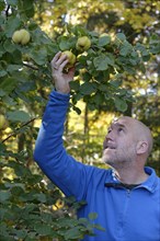 Man picking quince (Cydonia oblonga) from tree