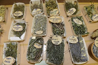 Collection of dried herbs and medicinal plants