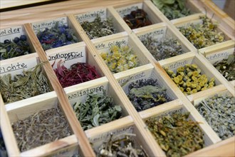 Collection of dried herbs and medicinal plants